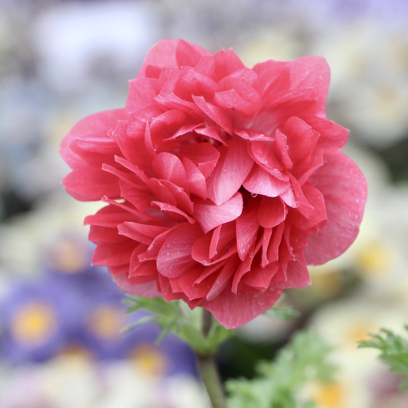 画像の現品1株限り☆八重咲きアネモネ・凛々花(りりか)☆22-03番