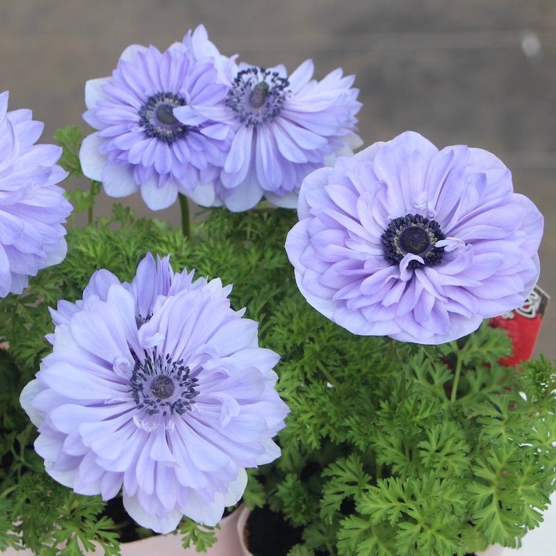 画像の現品限り☆八重咲きアネモネ・凛々花(りりか)☆22-13番