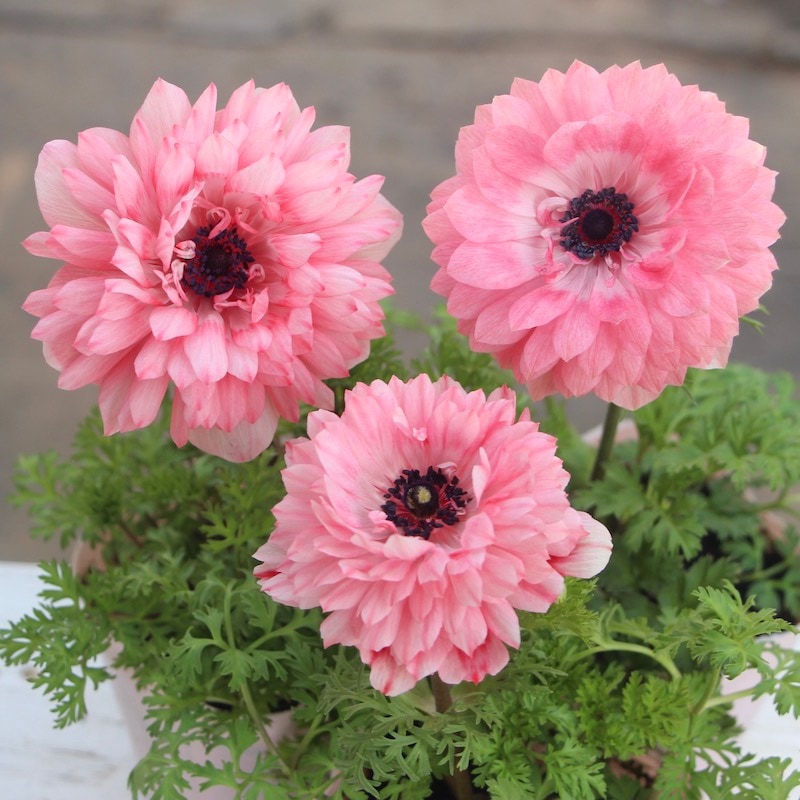 画像の現品限り☆八重咲きアネモネ・凛々花(りりか)☆22-14番