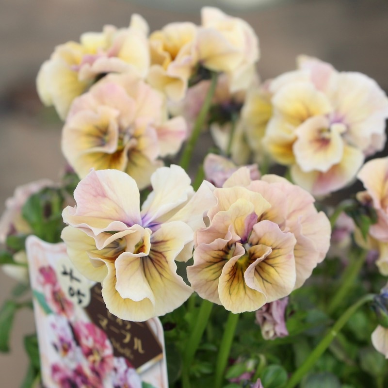 画像の現品1点限り!!うえたビオラ「マーブル」21-05番 (3.5号ポット)