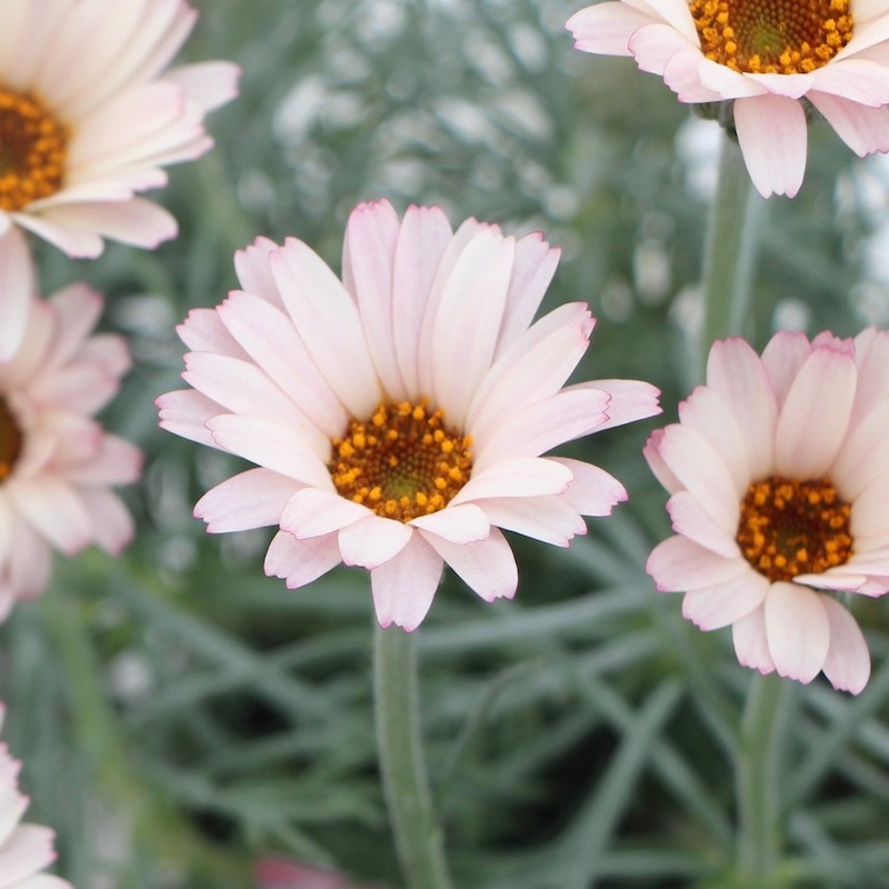 ローダンセマム「クレールアルバ」(3.5号ポット)