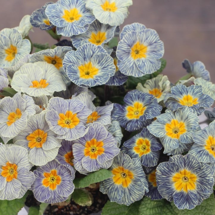 プリムラ・ジュリアン「ディスカバリングストライプ」12番(3.5号ポット)