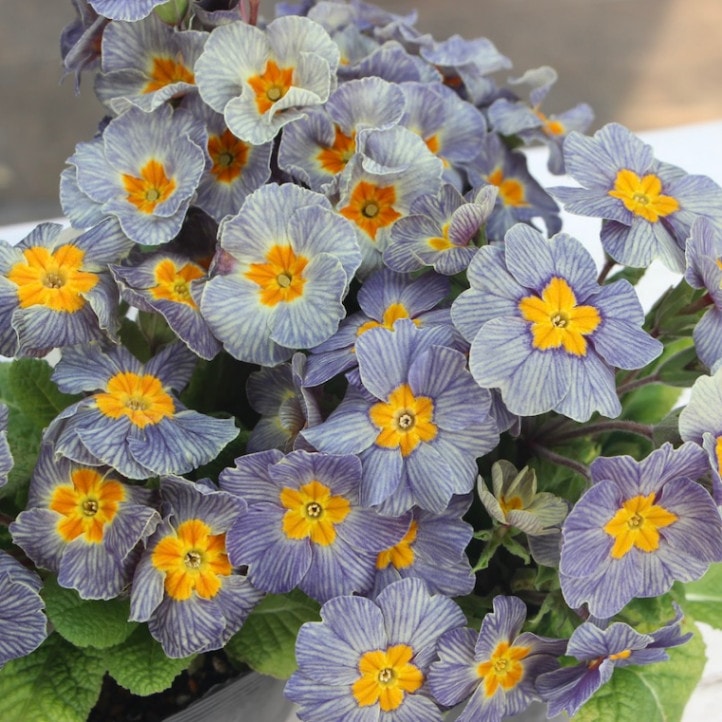 プリムラ・ジュリアン「ディスカバリングストライプ」13番(3.5号ポット)