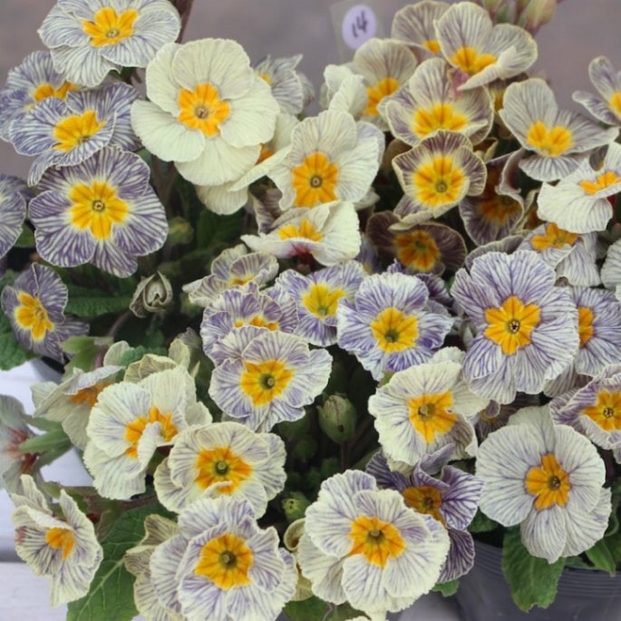 プリムラ・ジュリアン「ディスカバリングストライプ」14番(3.5号ポット)