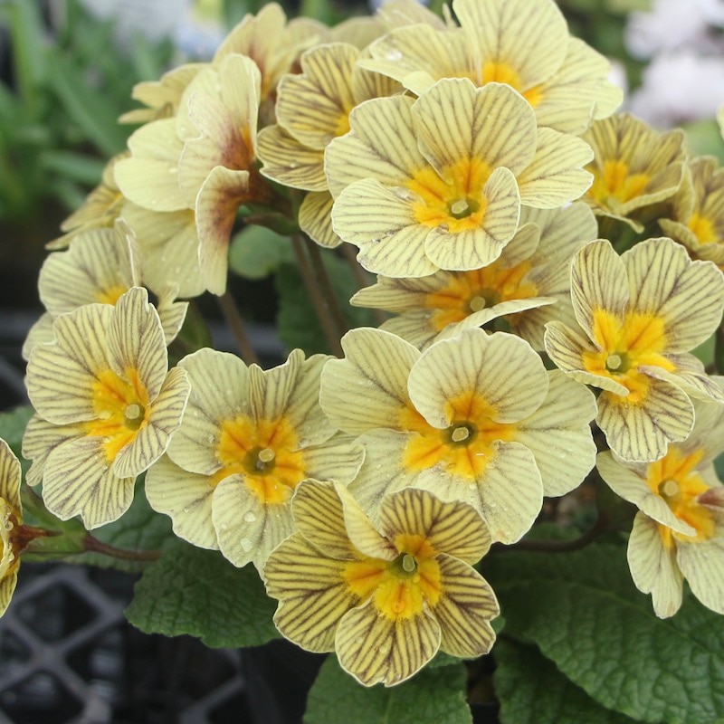 プリムラ・ジュリアン「ディスカバリングストライプ」4番(3.5号ポット)