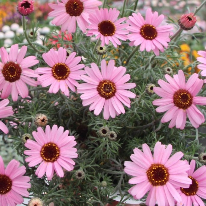 ひと足早く♪蕾つき間もなく開花のローダンセマム「プチマカロン」(3.5号ポット)