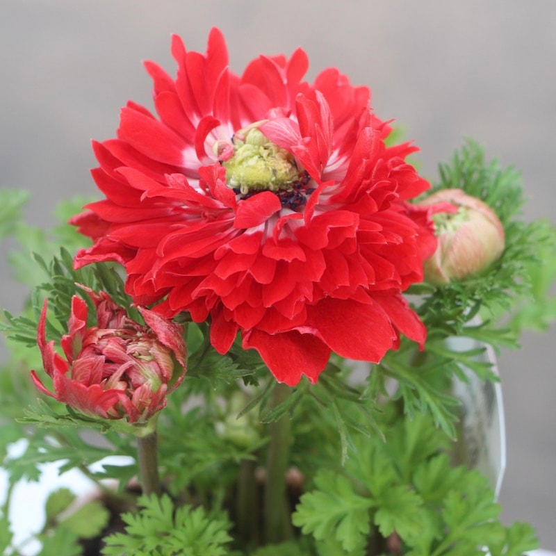 画像の現品1株限り☆八重咲きアネモネ・凛々花(りりか)☆22-15番