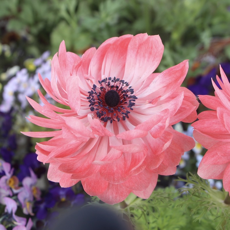 画像の現品1株限り☆八重咲きアネモネ・凛々花(りりか)☆22-17番