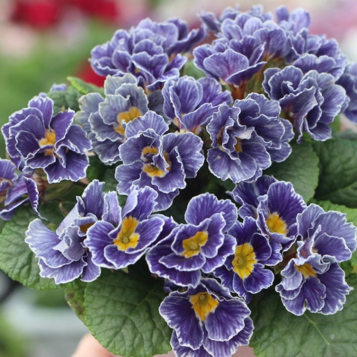 見元園芸さん育成プリムラ・シャルム「ブルーライン」(3.5寸ポット)