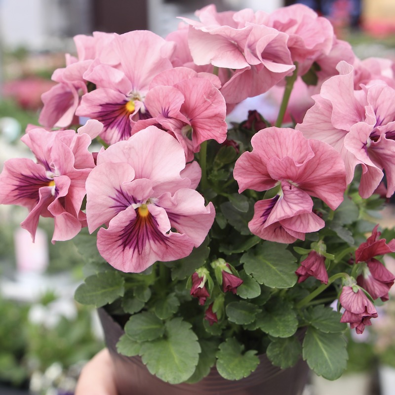 現品1点限り!! うえたパンジー「天の羽衣」21-15番(3.5号ポット)