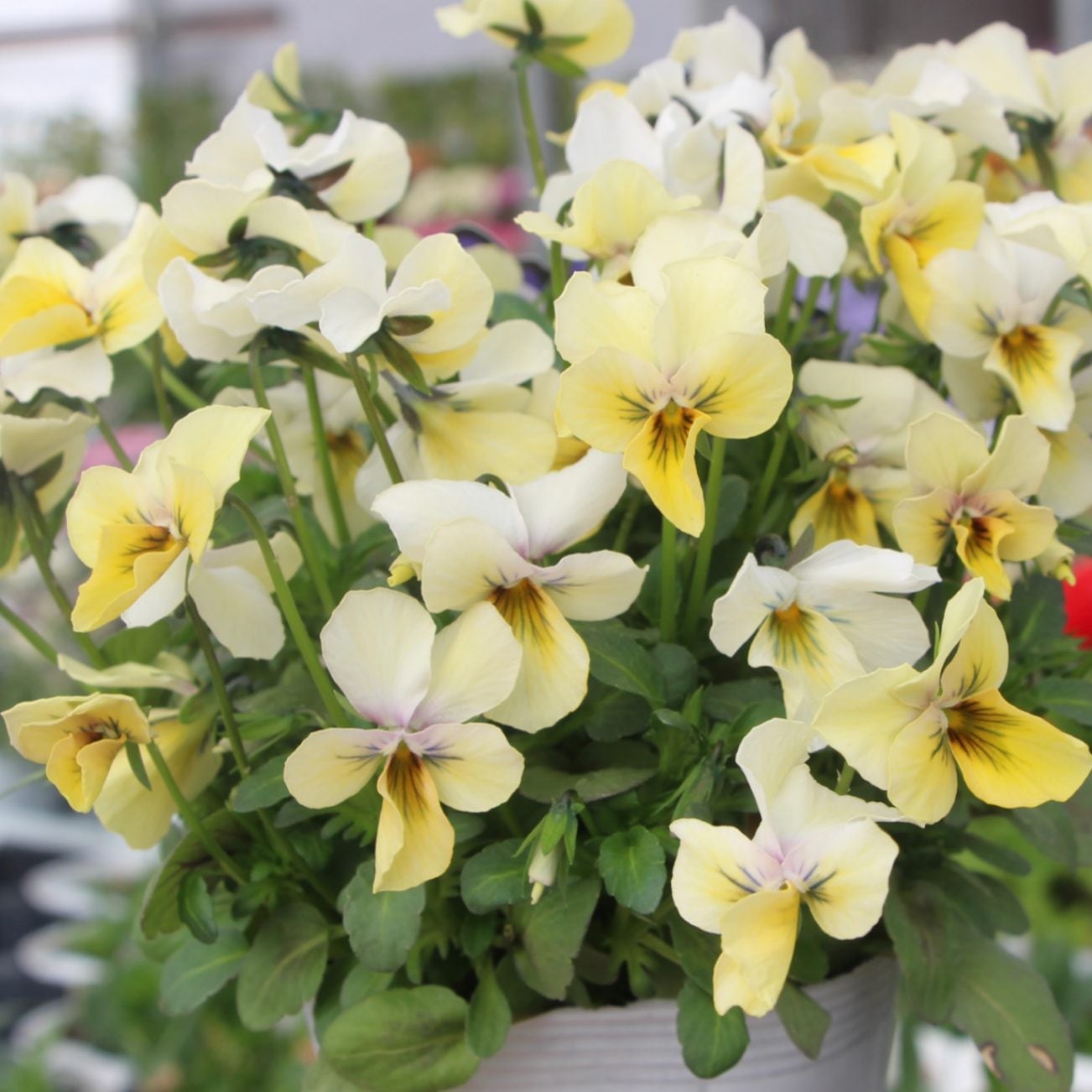 画像で花の色・形を選べる!!うえたビオラ「パピヨンワールド」281番