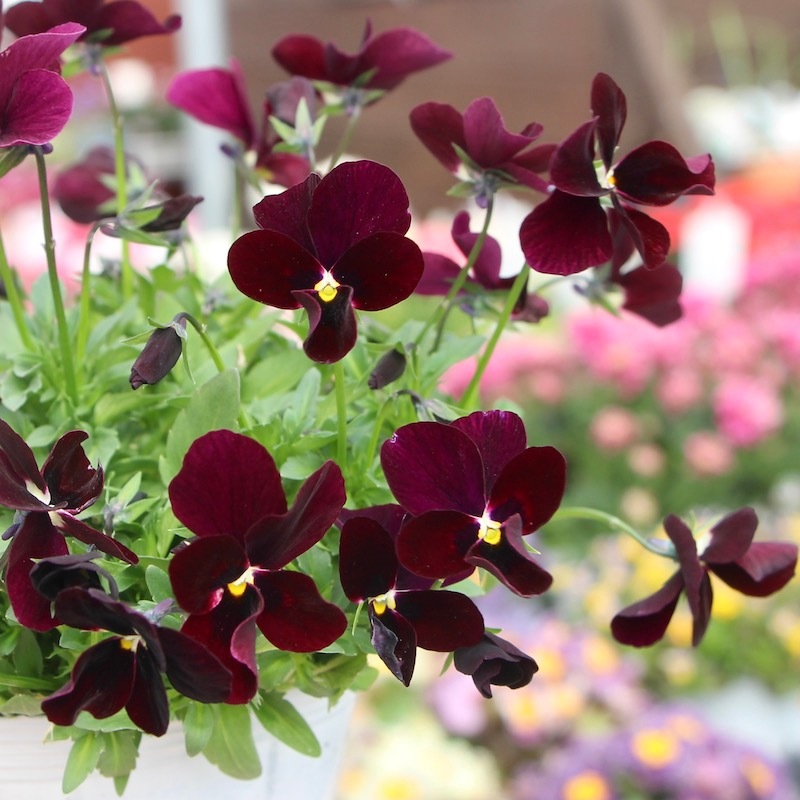 画像で花弁の色・形を選べる!!うえたビオラ「パピヨンワールド」21-62番