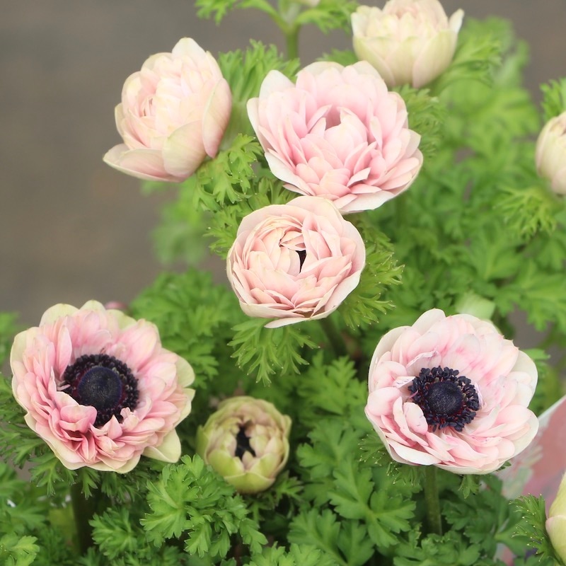 画像の現品☆八重咲きアネモネ・凛々花(りりか)☆22-19番