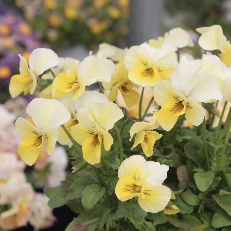 画像で花弁の色・形を選べる!! うえたオリジナルビオラ「パピヨンワールド」258番(3.5号ポット)