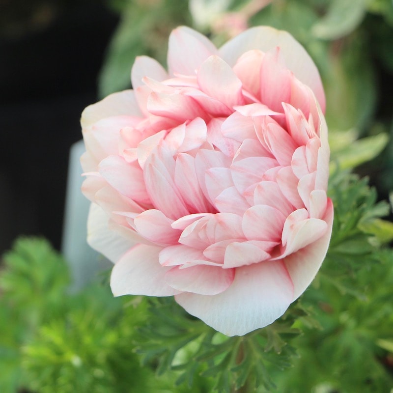 画像の現品1株限り☆八重咲きアネモネ・凛々花(りりか)☆22-01番