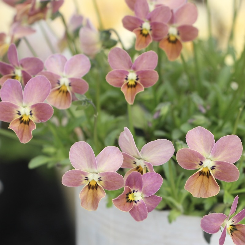 現品!! 秋田さんの極小輪ビオラ「多摩の星空」<21-34>