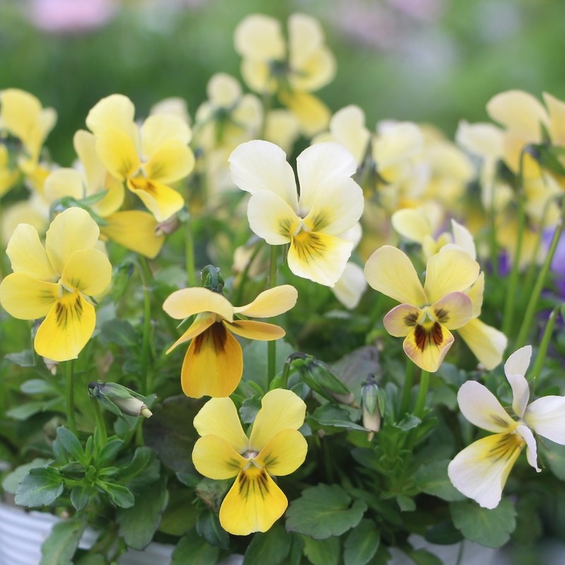 画像で花弁の色・形を選べる!! うえたビオラ「パピヨンワールド」234番　