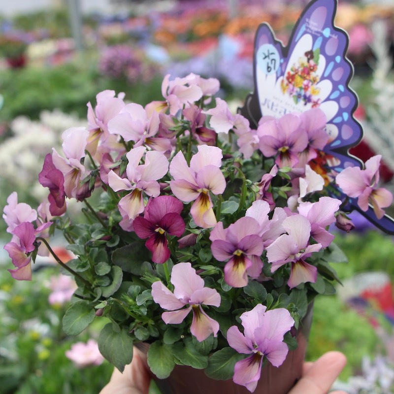 画像の現品!! うえたビオラ「パピヨンワールド」21-67番(3.5号ポット)