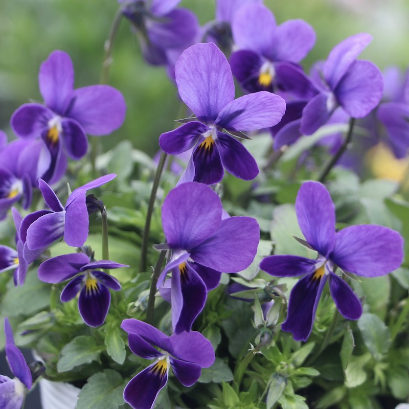 画像で花弁の色・形を選べる!!うえたビオラ「パピヨンワールド」219番