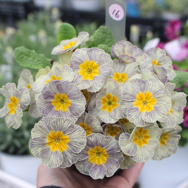 プリムラ・ジュリアン「ディスカバリングストライプ」16番(3.5号ポット)