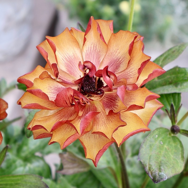 お値打ちの特大株!!《画像(最後の3枚)の現品1点限り》ラナンキュラス