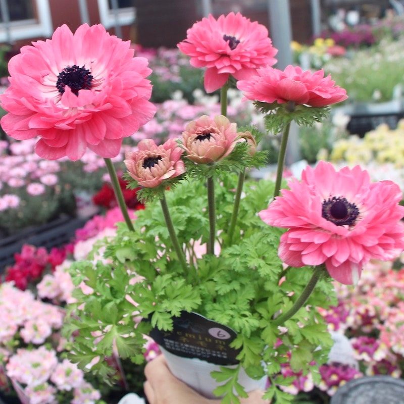 現品1株限り!!2年生株のプレミアム八重咲きアネモネ・ポルトダブル「ピンク」8番(3.5号ロング)