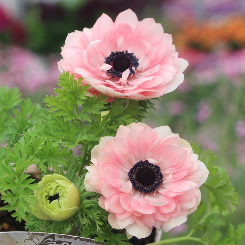 超八重アネモネ「りりか」の寄せ植え