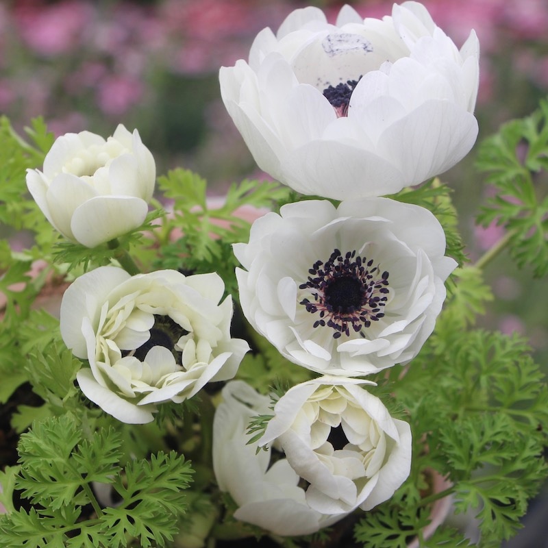 画像の現品1株限り☆八重咲きアネモネ・凛々花(りりか)☆22-21番