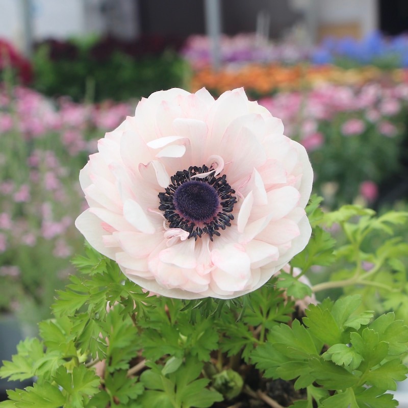 画像の現品1株限り☆八重咲きアネモネ・凛々花(りりか)☆22-23番