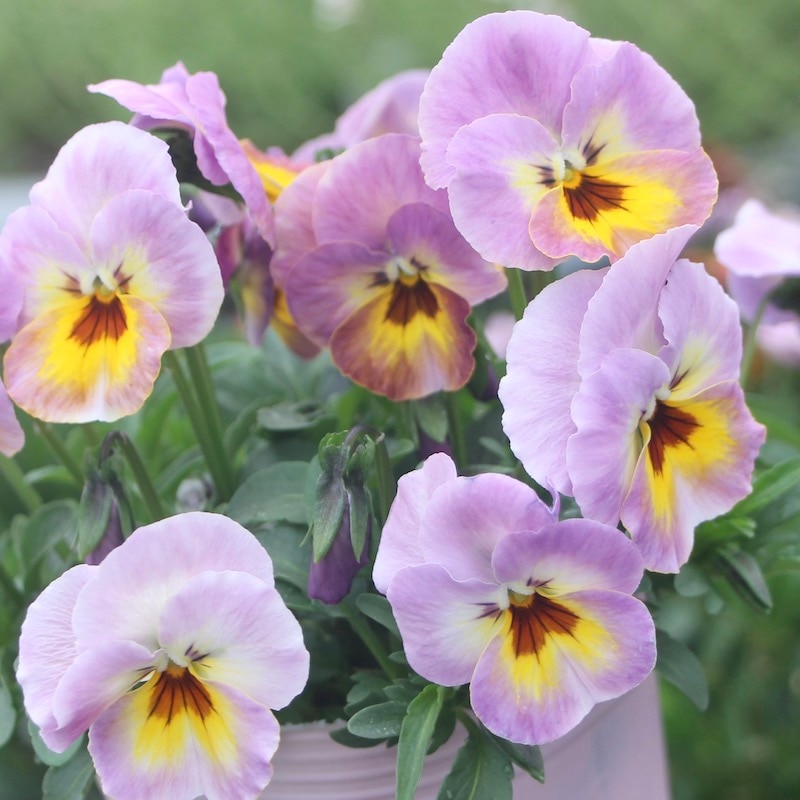 花夢園芸さんのオリジナルビオラ☆現品1点物＜46番＞