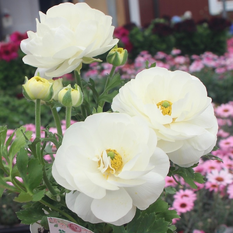 現品1株限り!!ラナンキュラス「マシェ」22-16番(3.5号ポット)