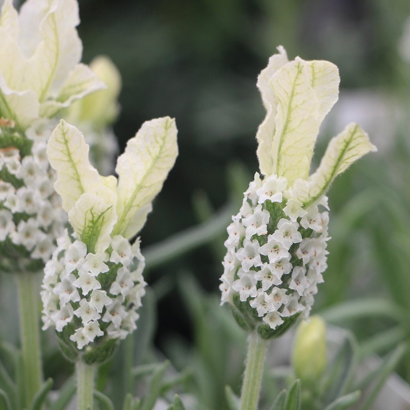 フレンチラベンダー「クリスタルホワイト」【高品質4号鉢入り】