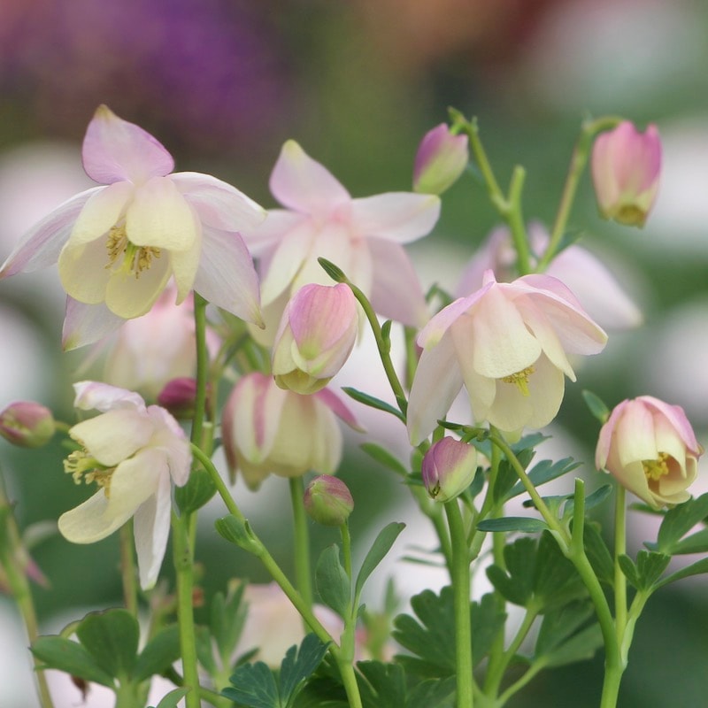 画像でざっくりの花色を選択可能♪姫おだまき(ミニチュア アクレギア) 1番