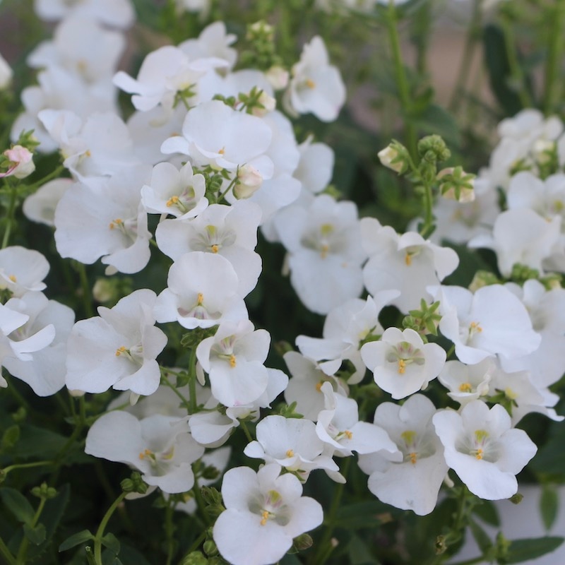 ディアスシア・ホリデイ「ホワイト」(3.5号ポット)