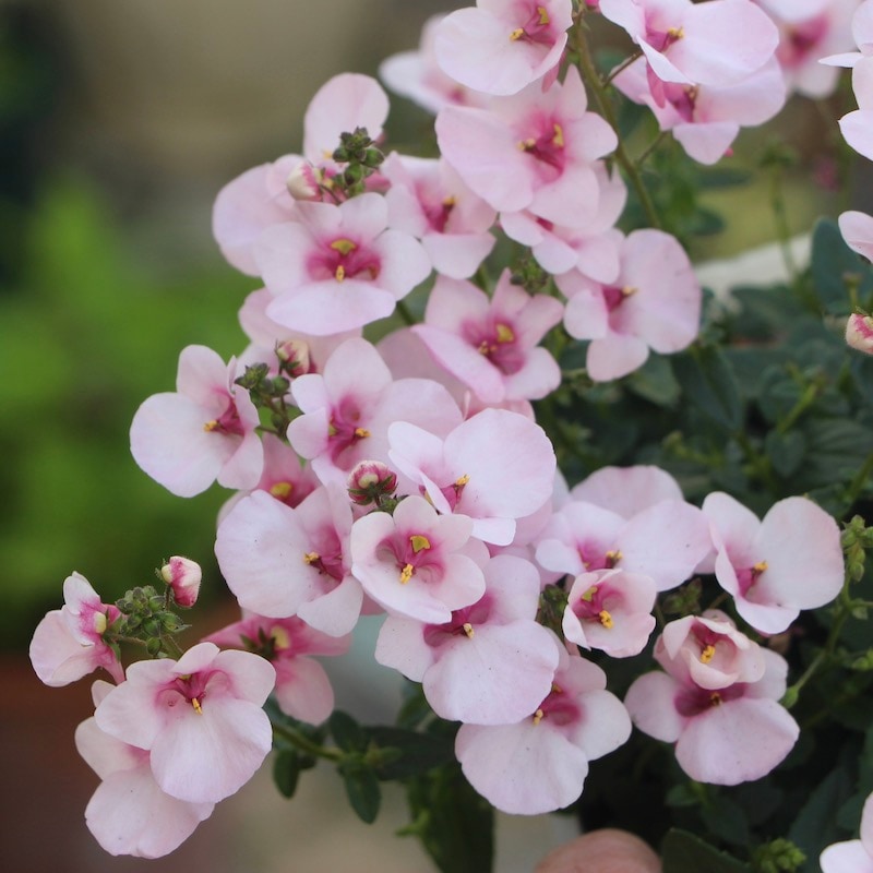 ディアスシア・ホリデイ「ピンク」(3.5号ポット)