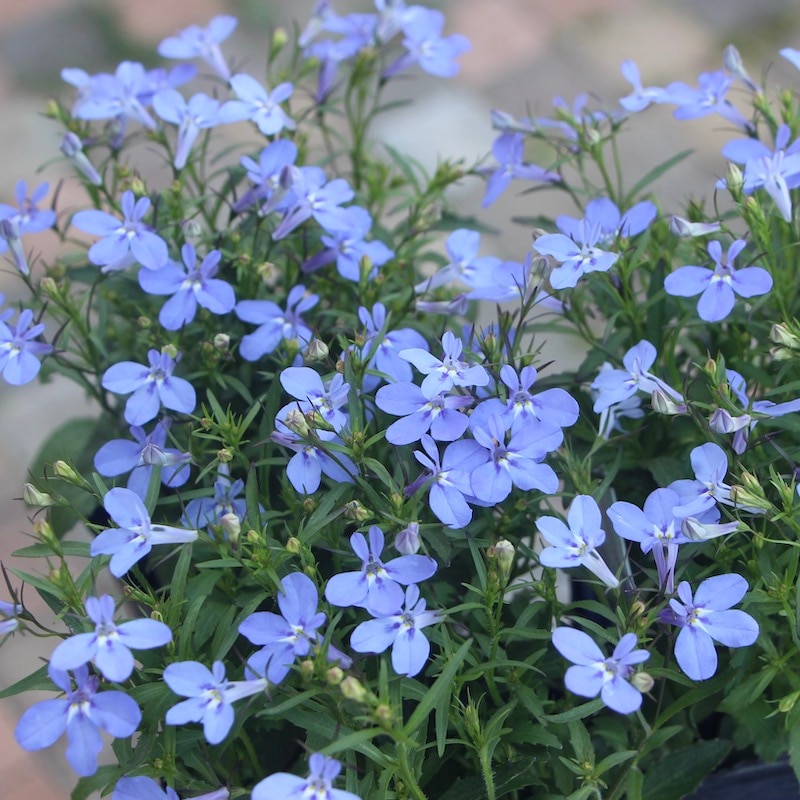 宿根ロベリア・アナベル「ウォーターブルー」