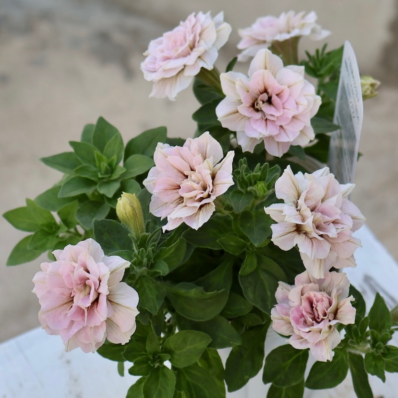 画像の現品!!花日和さんの八重咲きペチュニア・ホイップマカロン「モカモンブラン」(3号ロングポット)