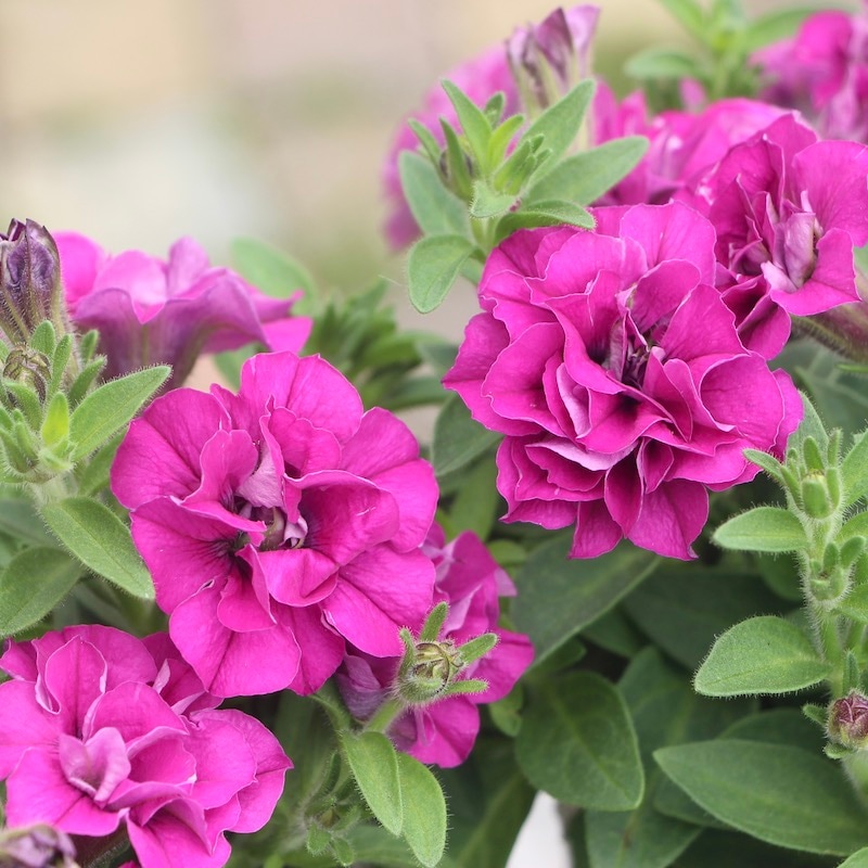 花日和さんの八重咲きペチュニア・ホイップマカロン「カシス」(3号ロングポット)