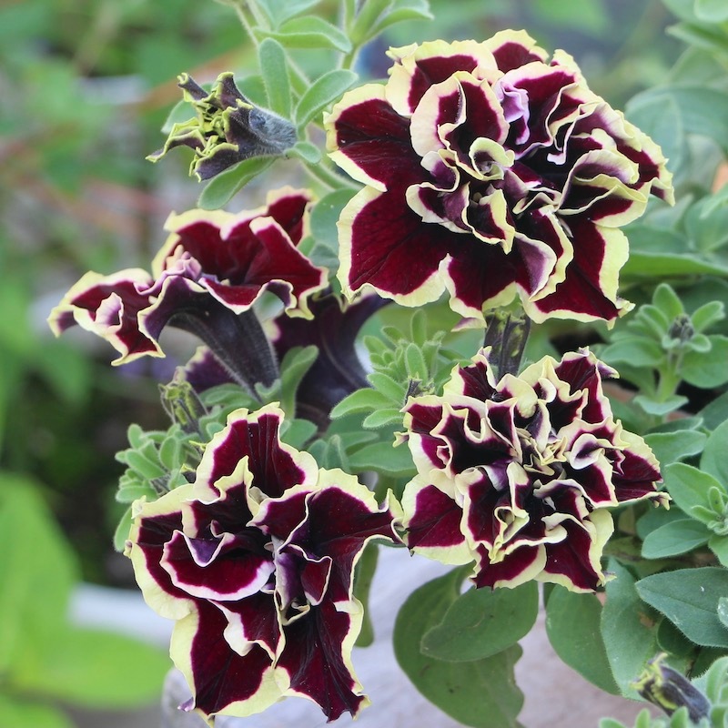 新製品情報も満載 サフィニア パープル 10 5cmポット苗 Zurique Com Br 新製品情報も満載 サフィニア パープル 10 5cmポット苗 Zurique Com Br