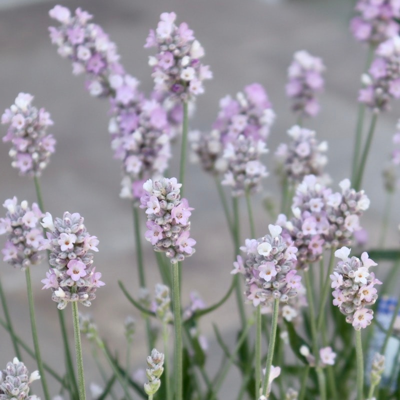 イングリッシュラベンダー「北のしずく」ピンク(3.5号ポット)