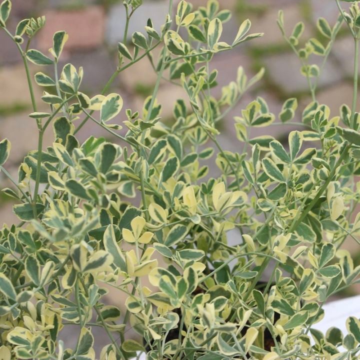 2つに株分け可能♪コロニラ・バレンティナ・バリエガータ(2.5号ロングポット)