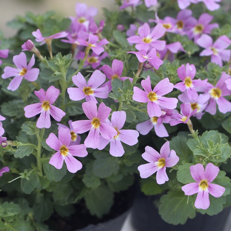 ジャメスブリタニア「ピンク」(3.5号ポット)