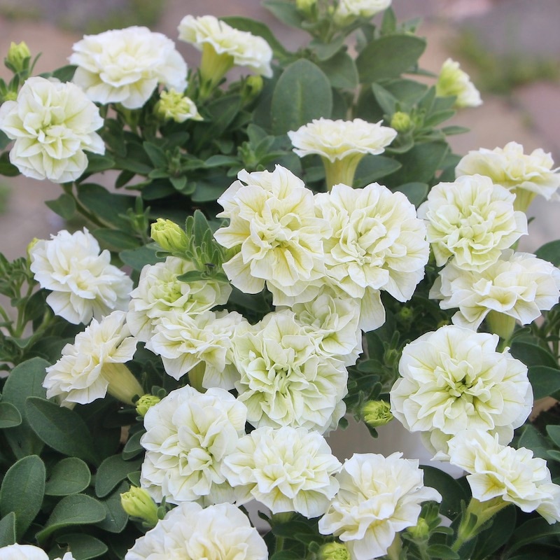 ラスト1株限り!!小輪八重咲きペチュニア「エメラルドコットン」(3号ロングポット)