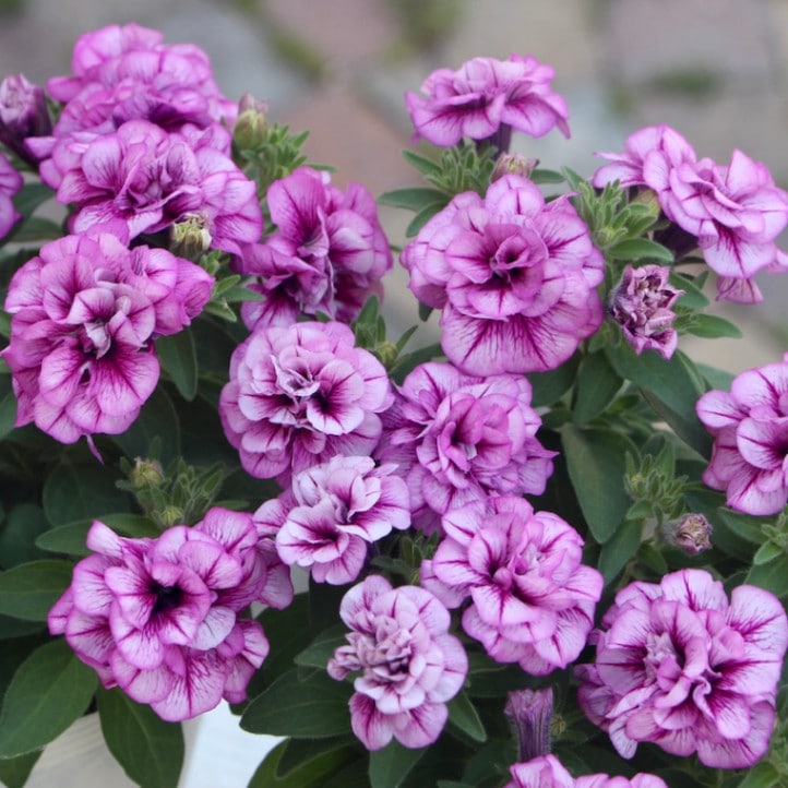 小輪八重咲きペチュニア「アメジストベイン」(3号ロングポット)