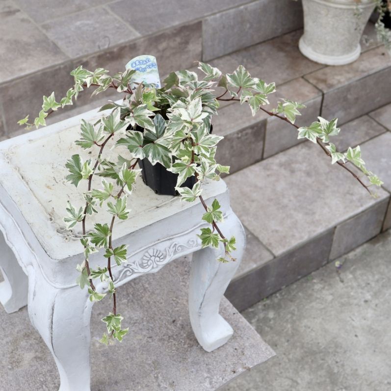 葉物植物（カラーリーフ）｜ネット通販ショップ～風散歩～
