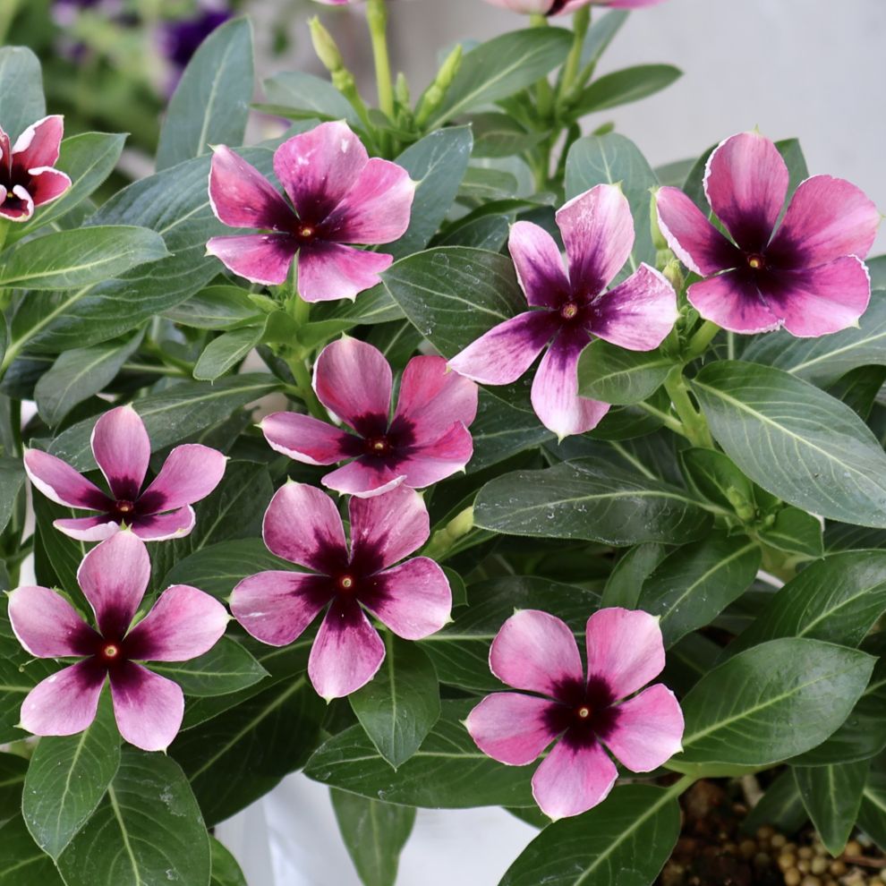 植物（花苗・植物）をアンティーク系の色から選ぶ｜ネット通販ショップ