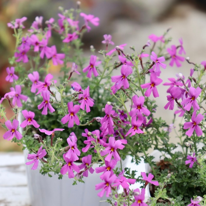 おすすめ☆ジャメスブリテニア・ミクロフィラ「ジーナ」