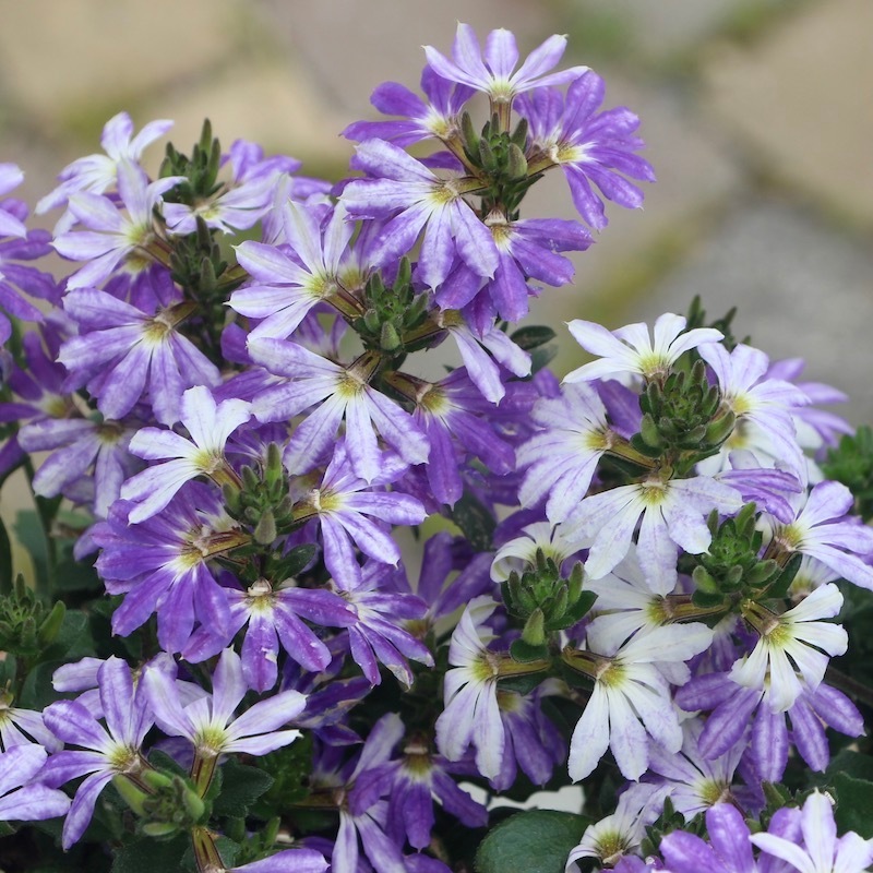 22年新色 サンク エール ブルーグラデーション Byサントリー 3 5号ポット