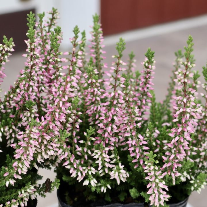 現品画像で色を選べる!! カルーナ・ガーデンガールズ(25-01)