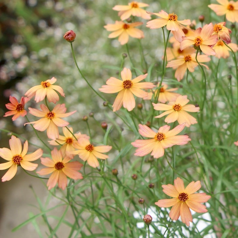 コレオプシス・ウリドリーム「サンセット」(3号ロングポット)